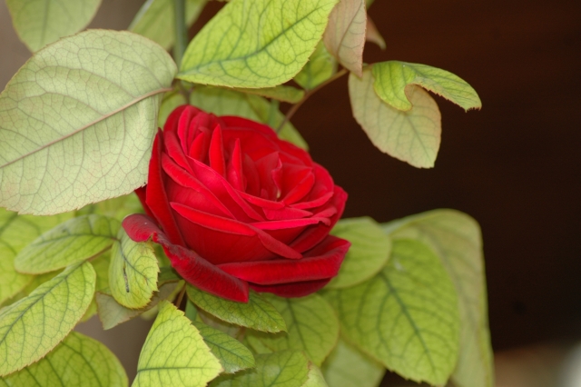  Dettaglio del giardino 