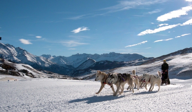 TRINEOS DE PERROS FORMIGAL