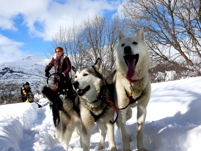 TRINEOS DE PERROS FORMIGAL