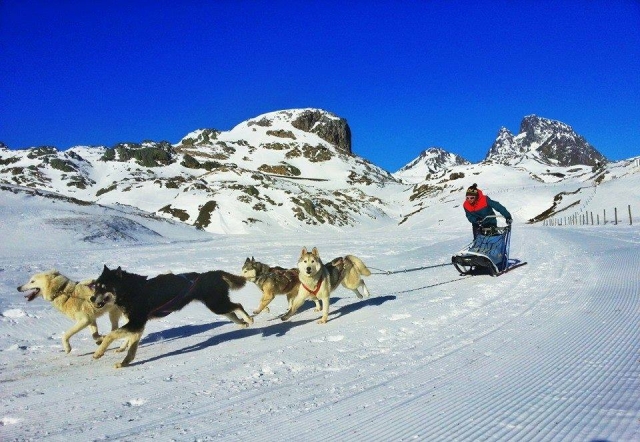 TRINEOS DE PERROS FORMIGAL