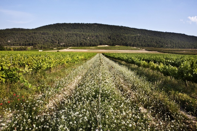 Viñedo y pasillo de biodiversidad