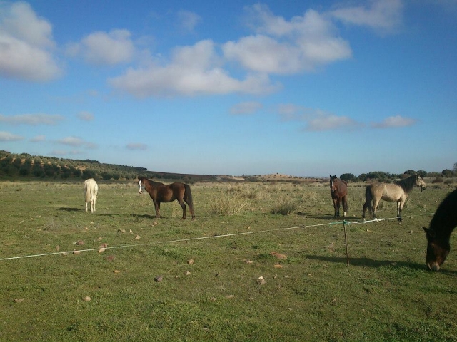 Caballo pastando en Arisgotas