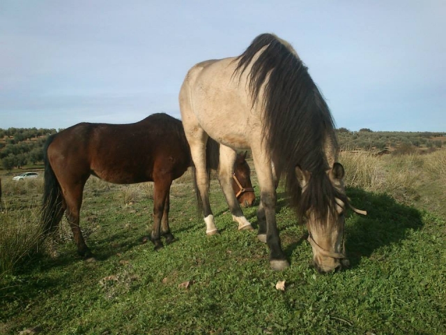 Caballos de la hipica de Arisgotas