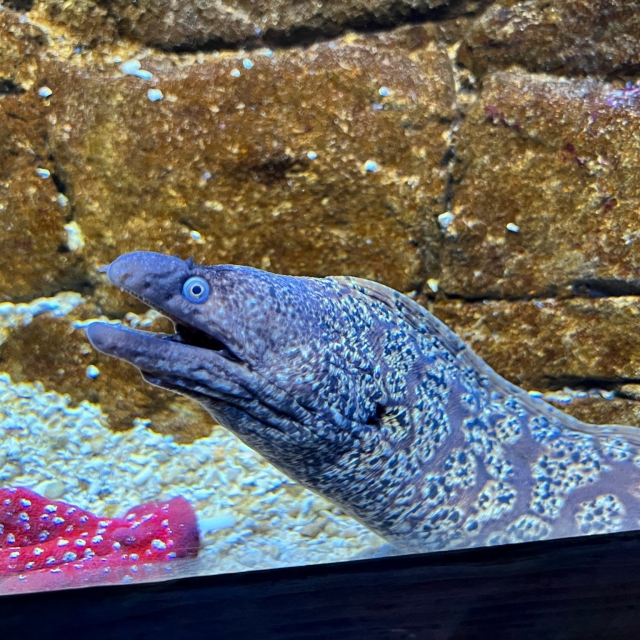 Pez del acuario