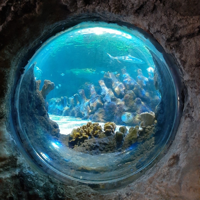 Ventana del acuario