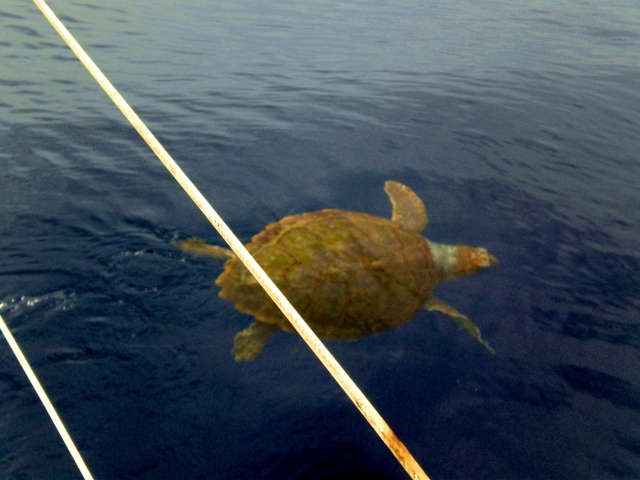  Unechte Karettschildkröte an Steuerbord 