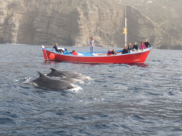 Delfines en el barco