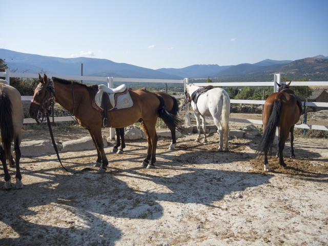 Caballos en la hipica