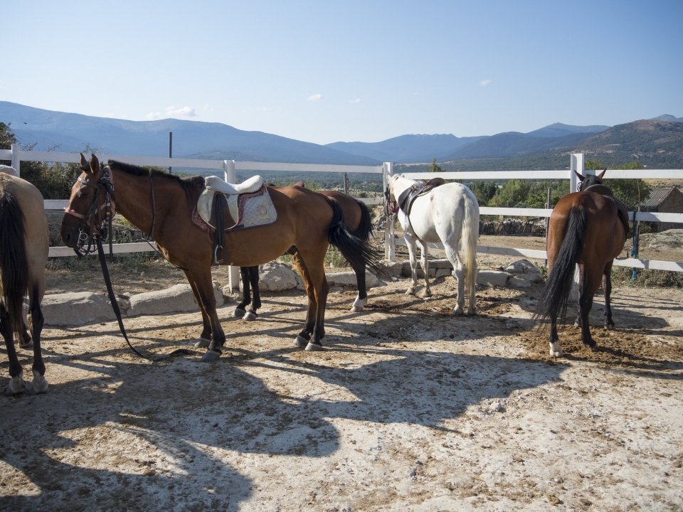 Caballos en la hipica