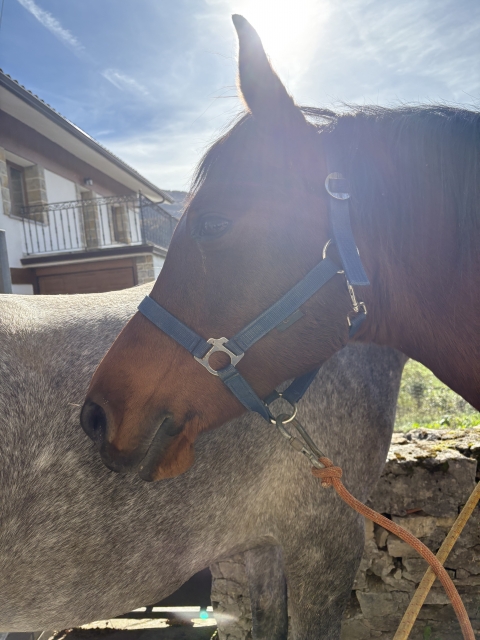 Opinión de Abyr sobre Excursión a caballo 2 horas, en Artziniega