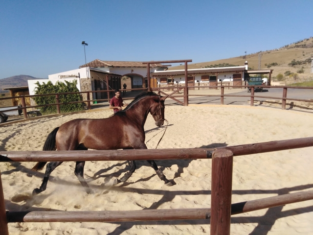 Entrenando al caballo en la pista