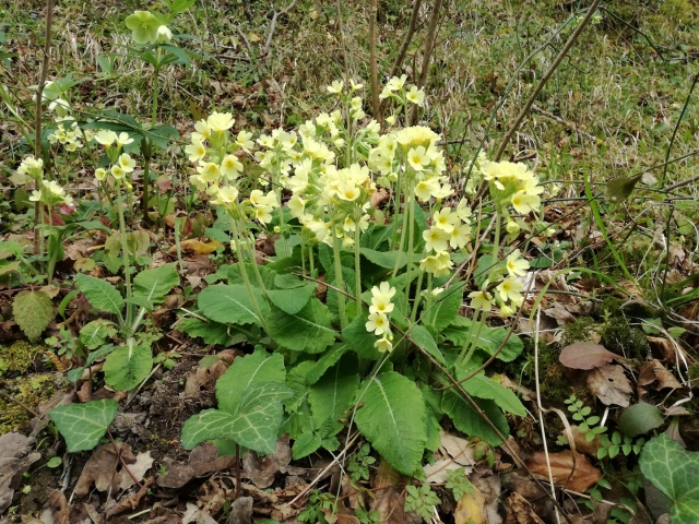 Flores de primavera