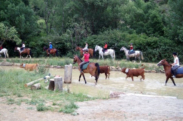  Work with livestock