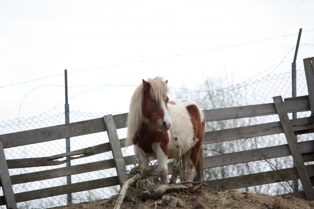  Notre poney 