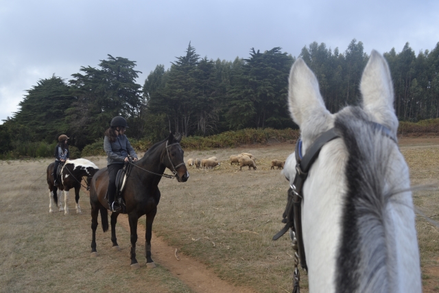 Junto al ganado sobre los caballos