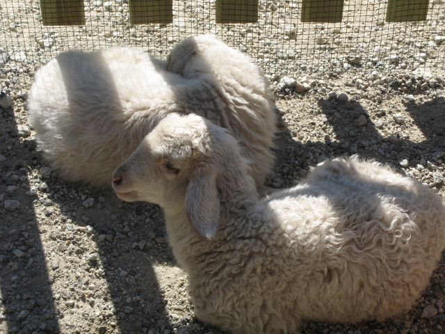 Animais da fazenda 