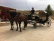 Alquiler de coche de caballos