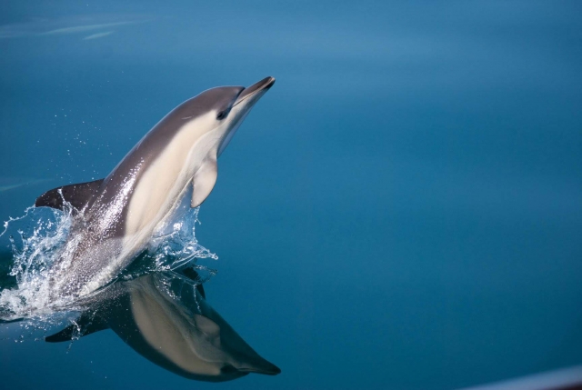  See dolphins in Malaga 