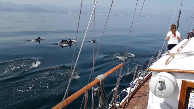  Rent a sailboat in Estepona 