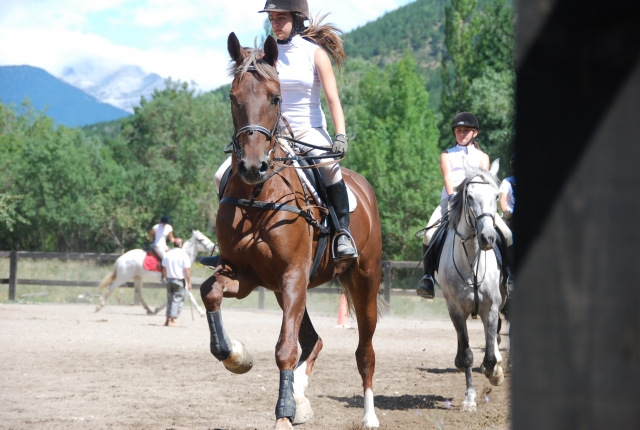  Horse exhibition 