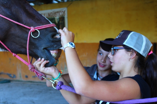 Looking at the equine's teeth 