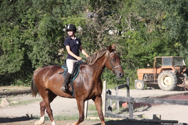  Horse and tractor 
