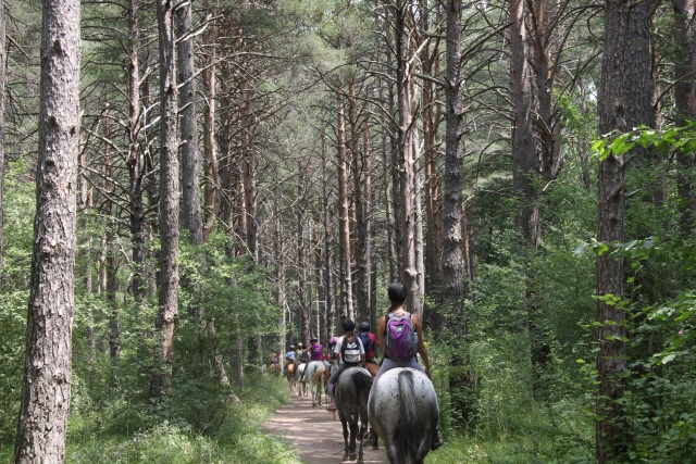  Passing through the trees with the horses 
