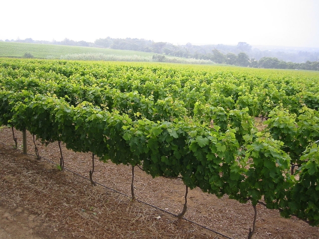 Plantacion de vinedos
