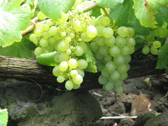 Uvas blancas en la parra