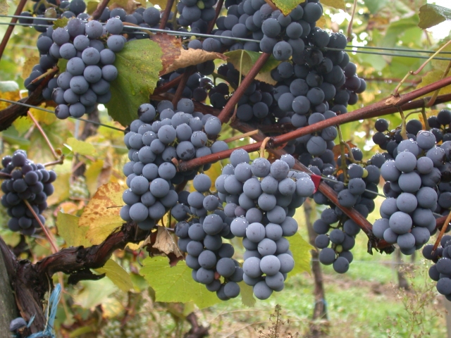 Uvas en maduracion