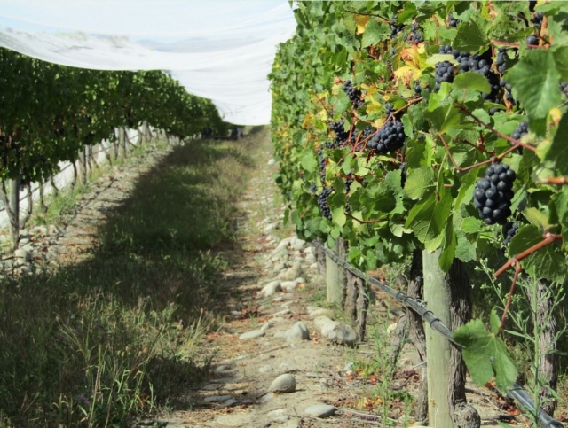 Vinedo de uva tinta