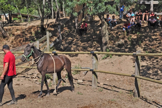 Actividad de doma Campamento Ecuestre