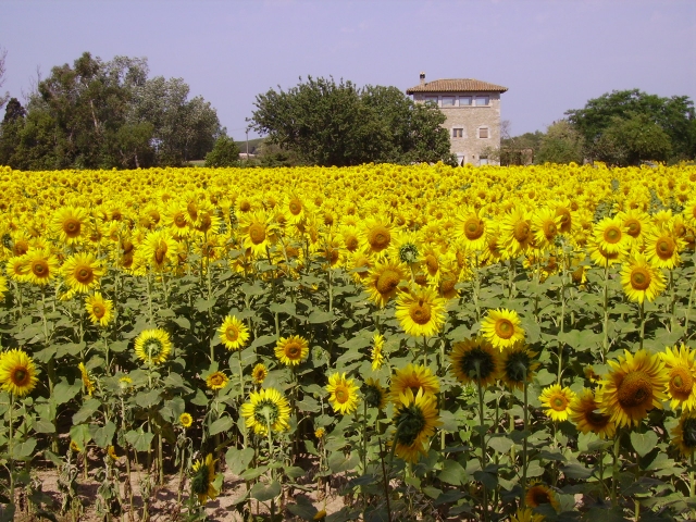 Baix Emporda