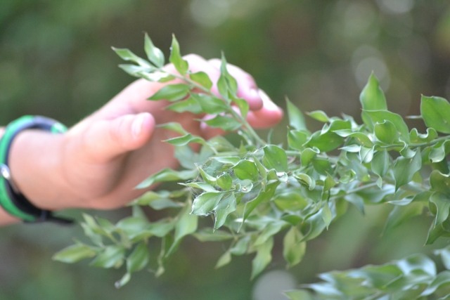 Reconociendo plantas