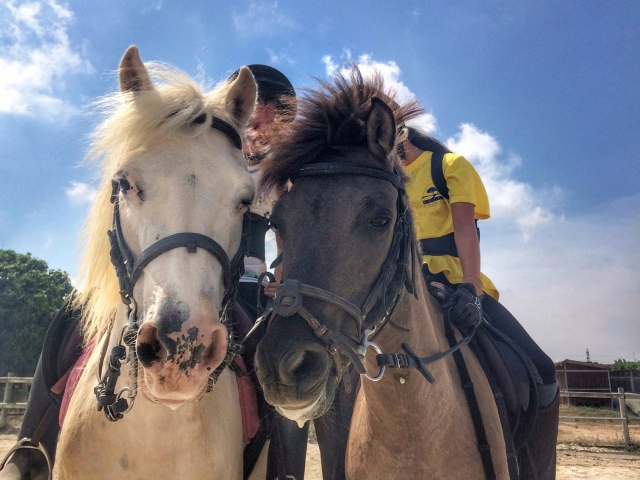 Pareja de caballos