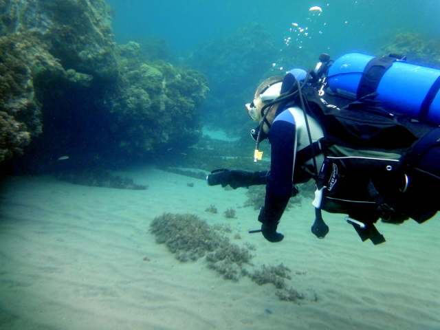 Buscando tiburones