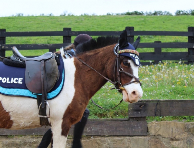  Cheval habillé en flic 
