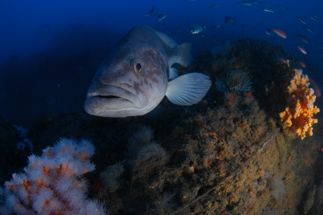 inmersiones la Herradura