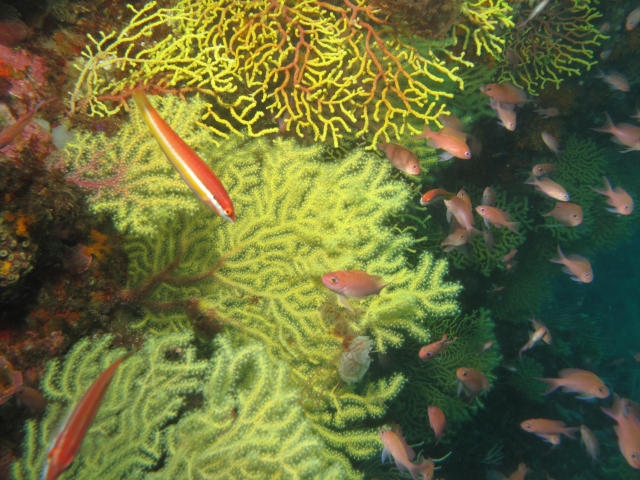 Inmesiones para ver el fondo marino