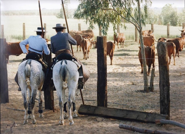 A caballo vigilando las reses