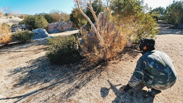 Intentando no ser visto en el campo de paintball