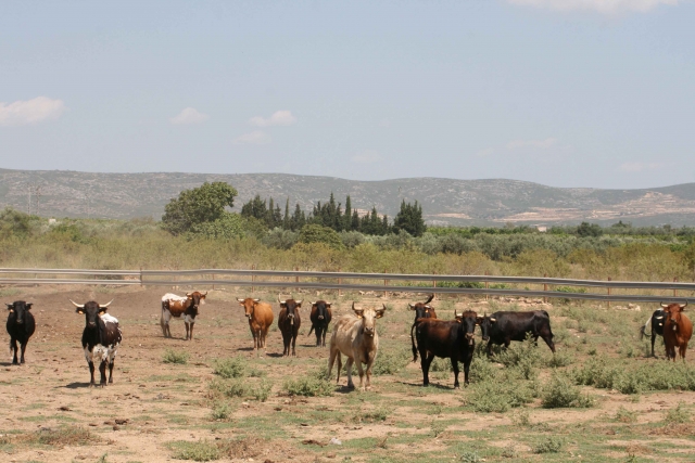 The heifers 