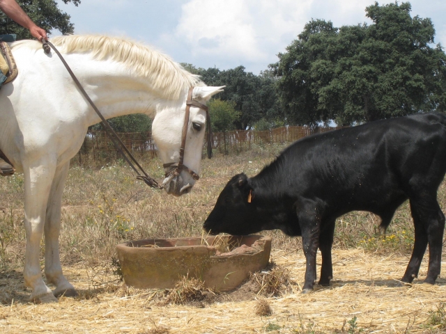 Caballo y ternero comiendo