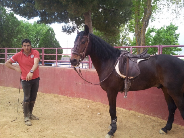 Entrenando con el caballo en el coso de Tarancon
