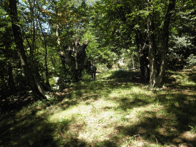  Ingresso nel palco della foresta 