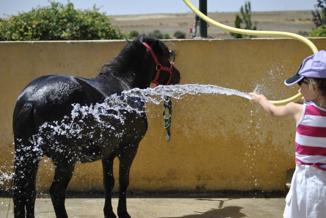 Limpiando al caballo después de montar 