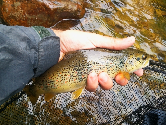 Trucha mediterranea
