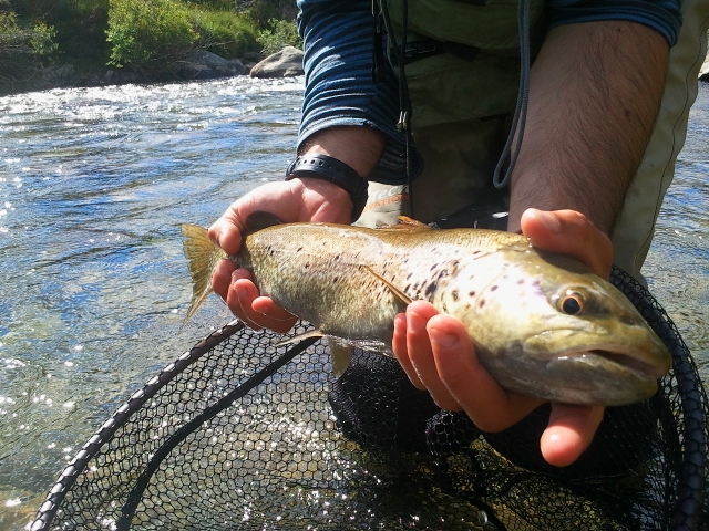 Servicio de guias de pesca por media España