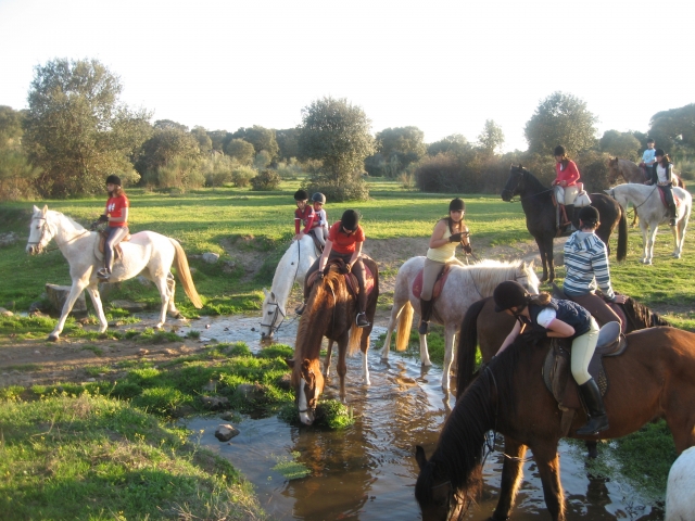 Caballos bebiendo en el arroyo