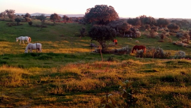Los caballos